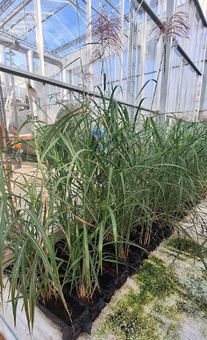 Miscanthus biomass production at an indoor farm