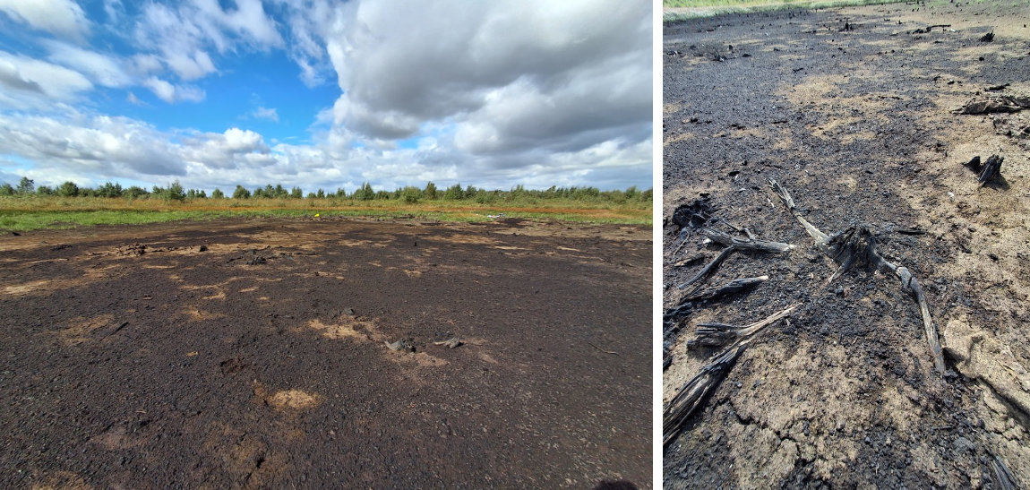 Hatfield site for Heather Brash project. November 2025