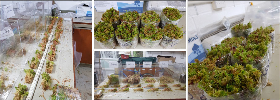 Creating Sphagnum plugs from different species
